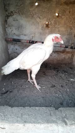 paper white aseel hens