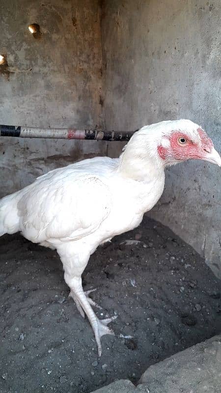 paper white aseel hens 1