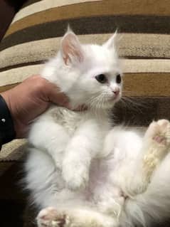 triple coated Persian kittens for sale