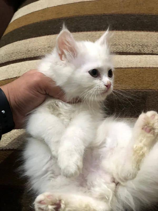 triple coated Persian kittens for sale 0