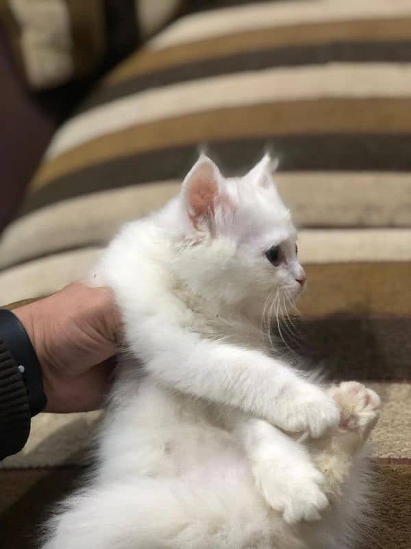 triple coated Persian kittens for sale 1