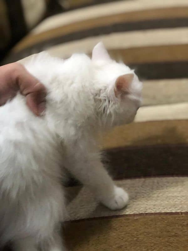 triple coated Persian kittens for sale 2