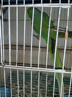 Parrot