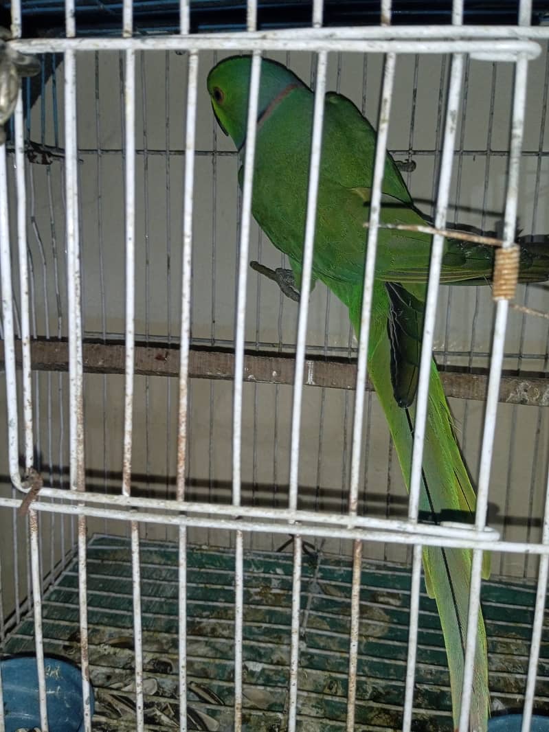 Parrot 0