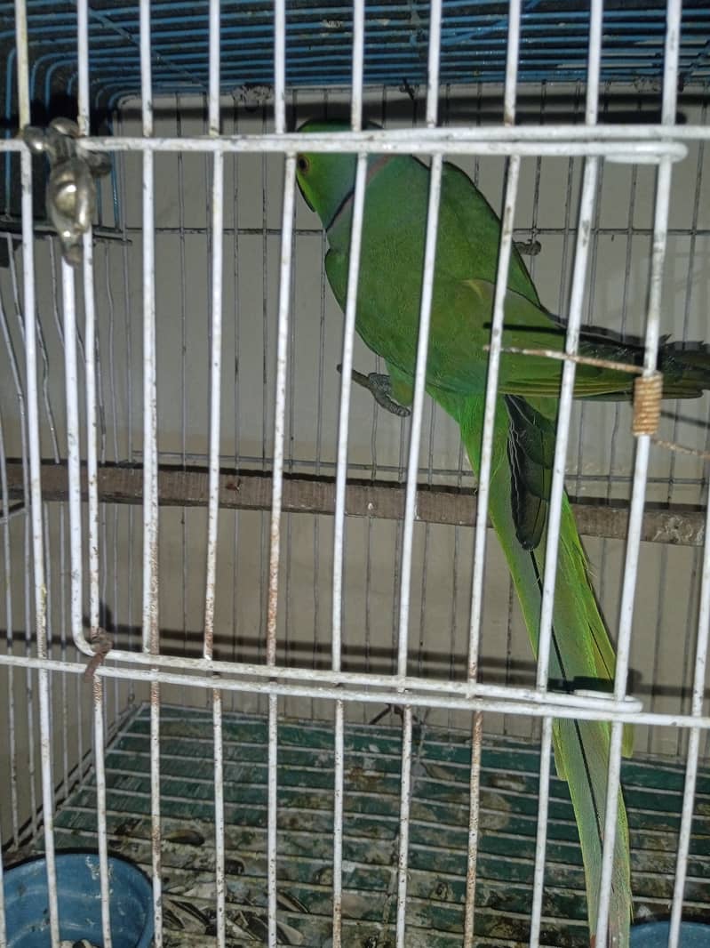 Parrot 2