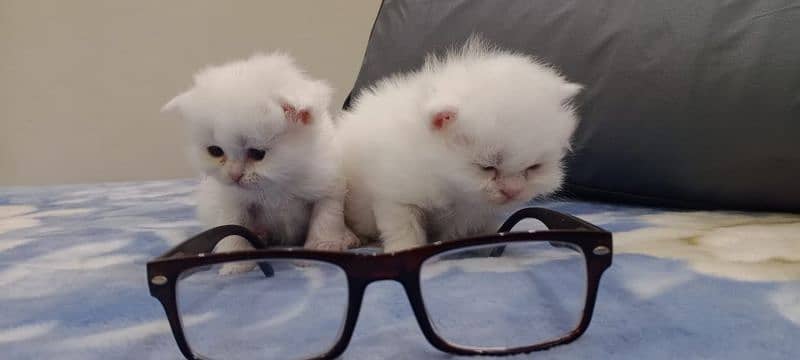 persian kitten for sale 03234102419 4