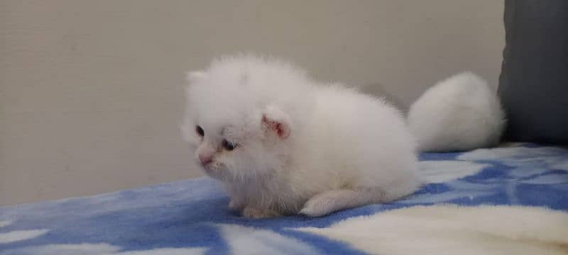 persian kitten for sale 03234102419 5