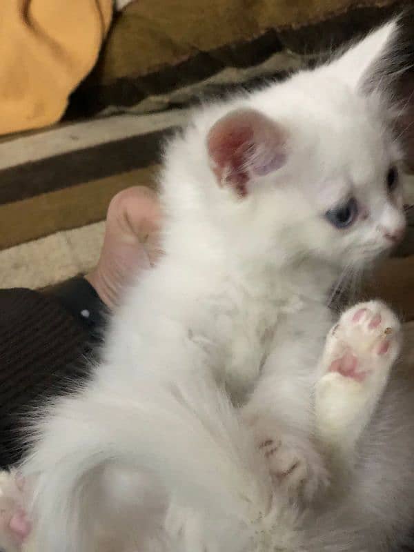 triple coated Persian kittens for sale 9