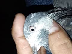 pigeon number 03704056427