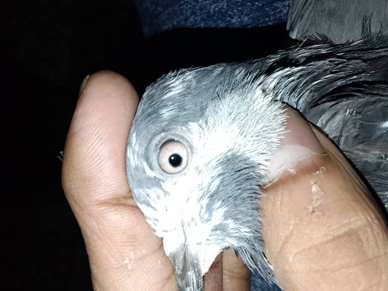 pigeon number 03704056427 0