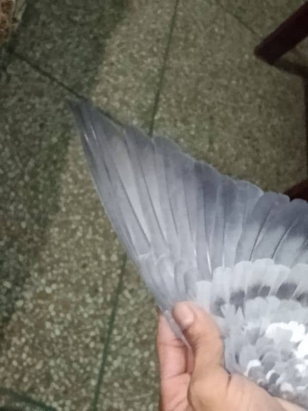 pigeon number 03704056427 3