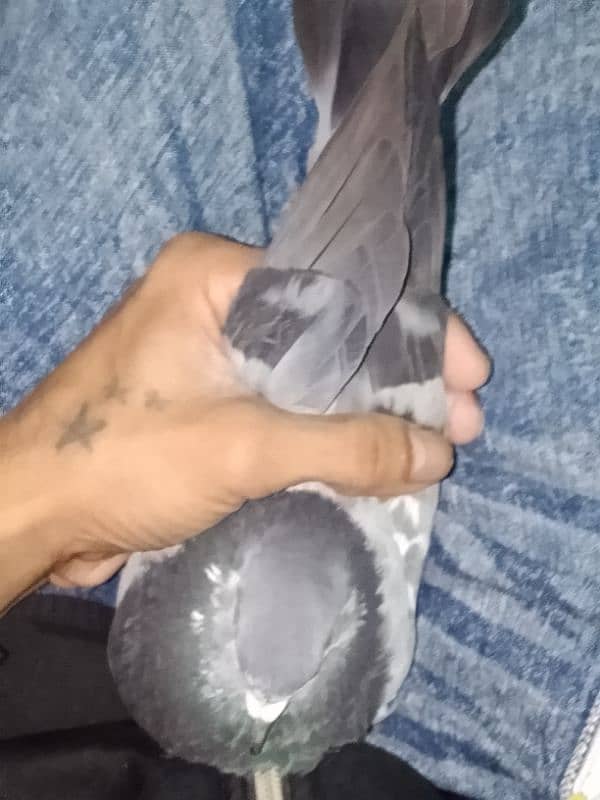 pigeon number 03704056427 4