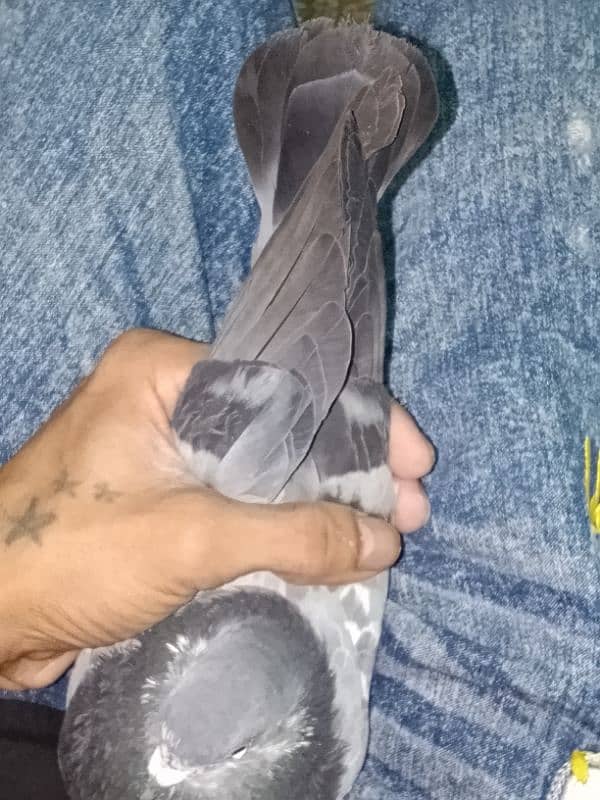 pigeon number 03704056427 6