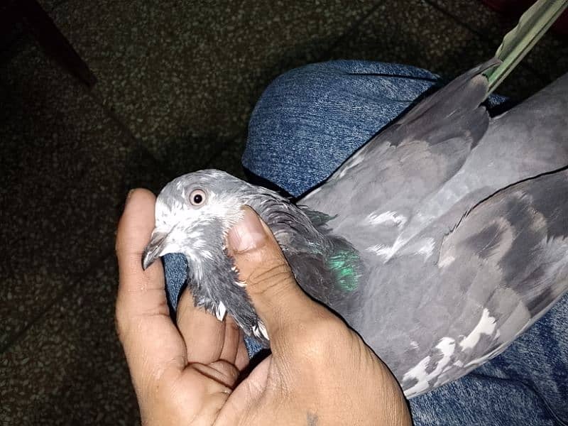 pigeon number 03704056427 7