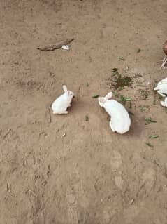 Pure Red Eyes Rabbits 2500 for Pair