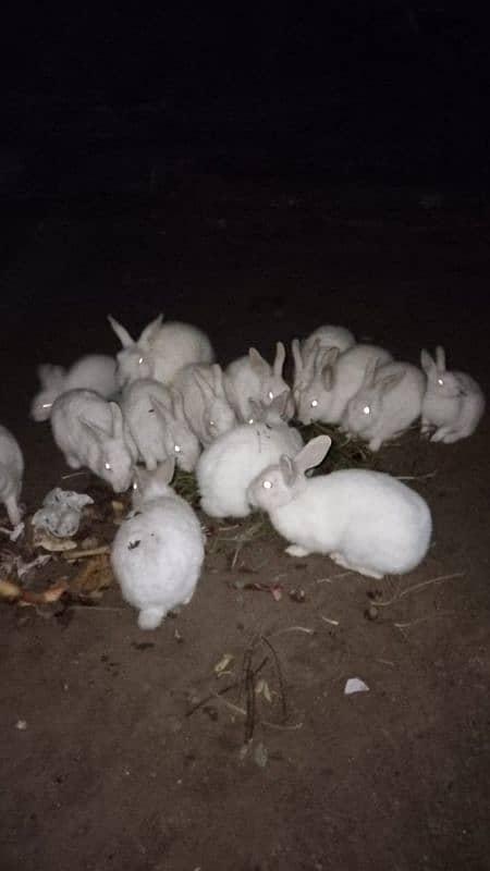 Pure Red Eyes Rabbits 2500 for Pair 1