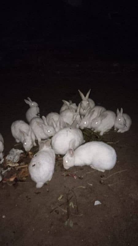 Pure Red Eyes Rabbits 2500 for Pair 2