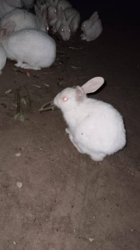 Pure Red Eyes Rabbits 2500 for Pair 3