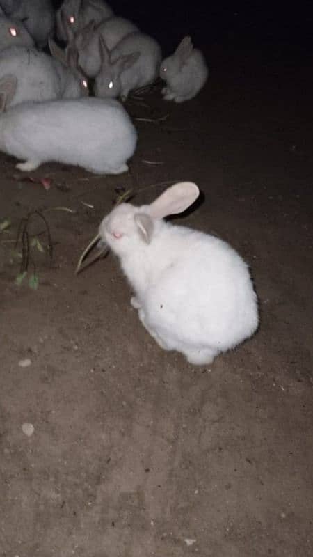 Pure Red Eyes Rabbits 2500 for Pair 4