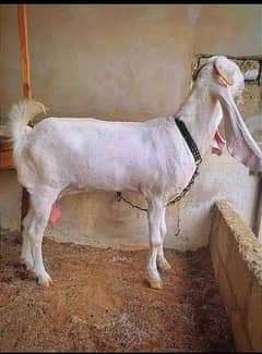 Gulabi bakri / gulabi goat / pure gulabi bakri / patt / gulabi patt