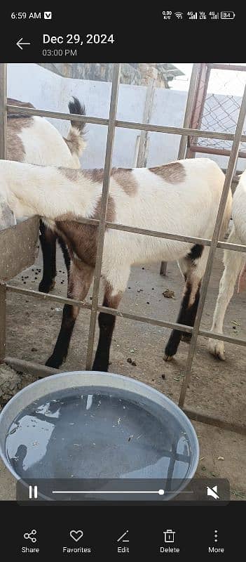 Paragnent bakri for sale 1