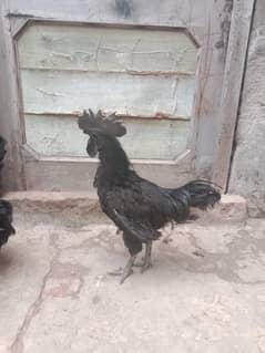 1 patha 2 pathia Ayam cemani 12000 Rs