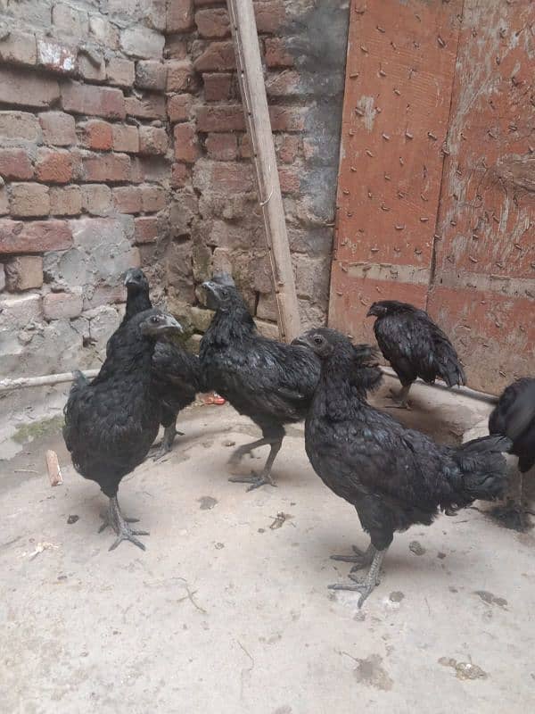 1 patha 2 pathia Ayam cemani 12000 Rs 3