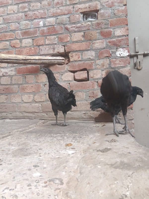 1 patha 2 pathia Ayam cemani 12000 Rs 4