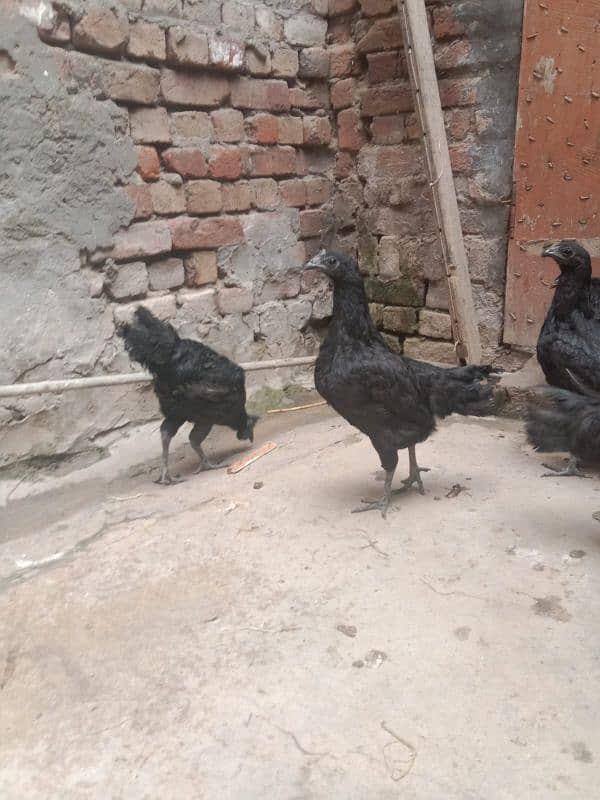 1 patha 2 pathia Ayam cemani 12000 Rs 5