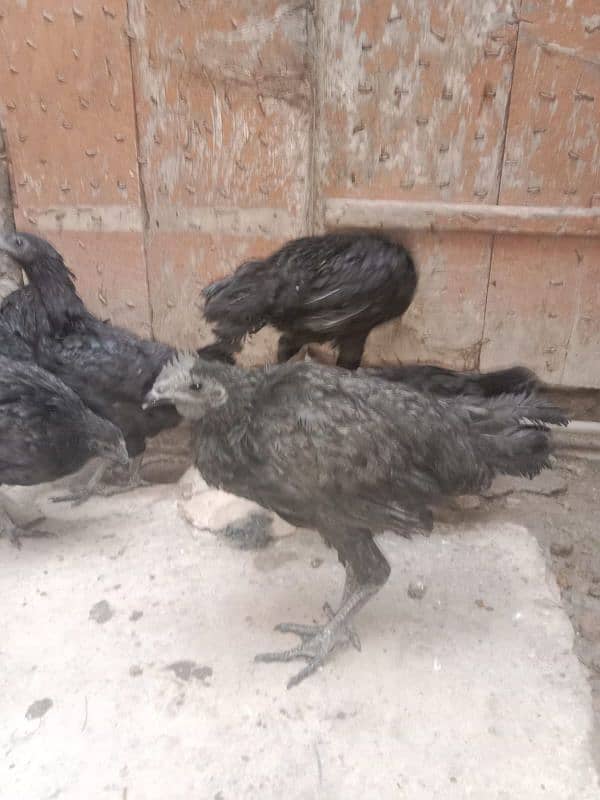 1 patha 2 pathia Ayam cemani 12000 Rs 6