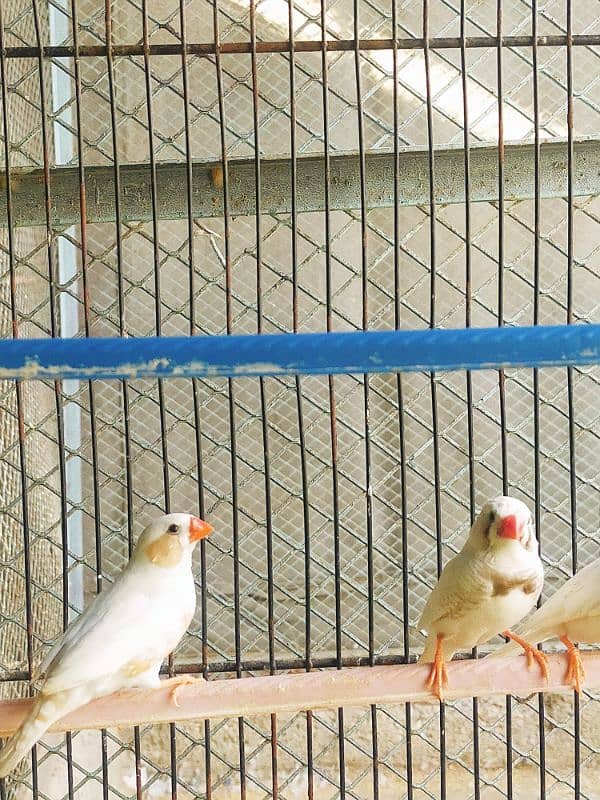 Finch CFW Breeder Pair 1