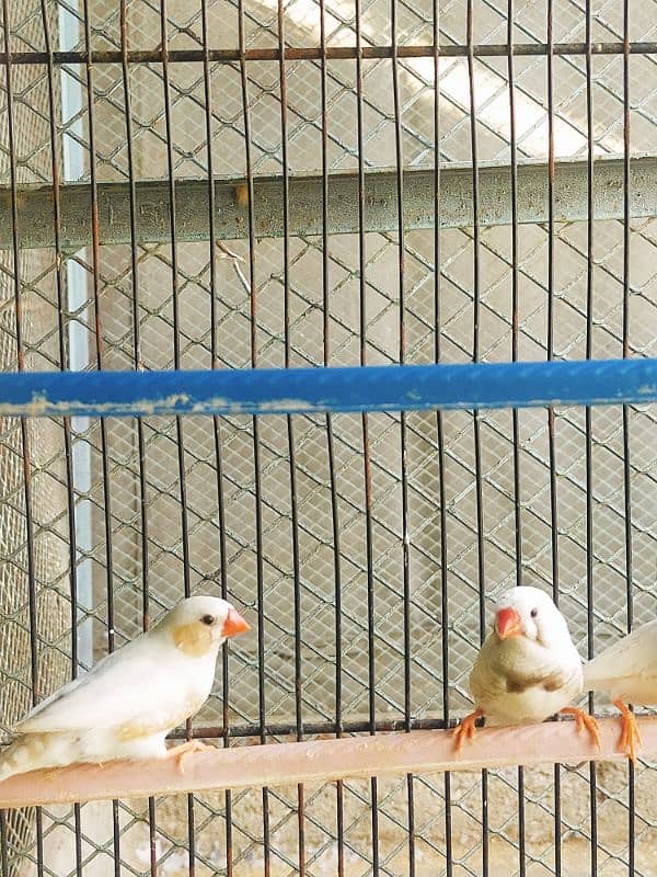 Finch CFW Breeder Pair 2