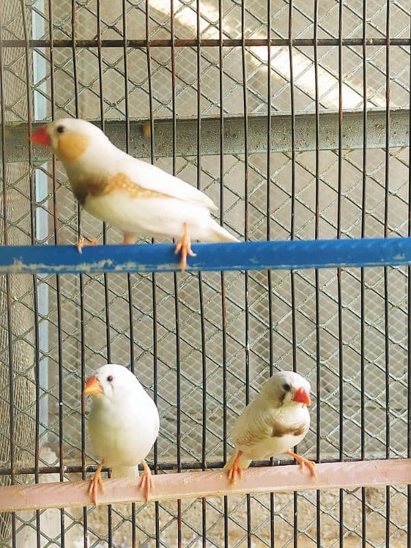 Finch CFW Breeder Pair 6