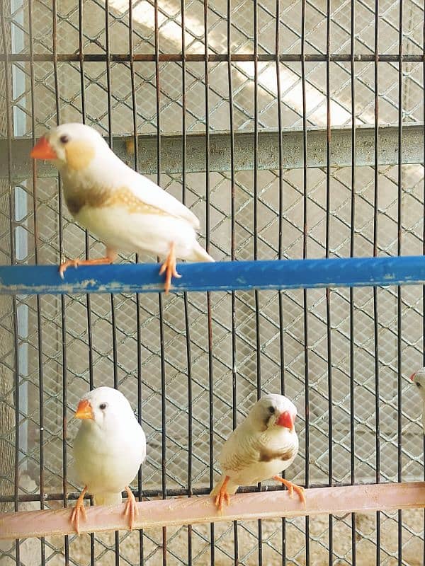 Finch CFW Breeder Pair 7