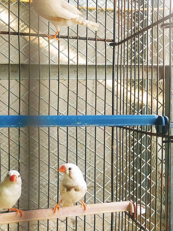 Finch CFW Breeder Pair 8