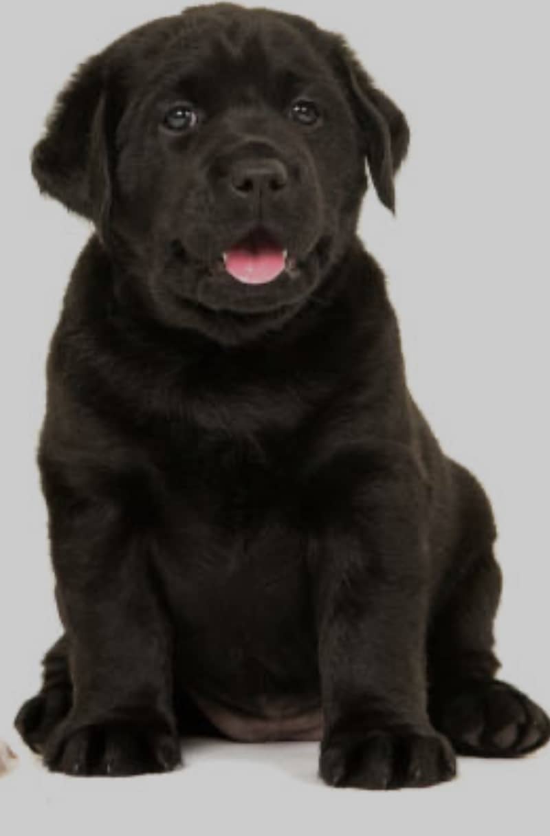 Black labs 3