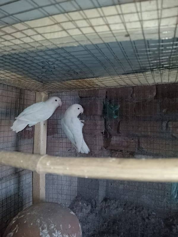 Albino black eye breeder pair 0