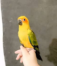 jumbo size supertame/flytame sun conures!!