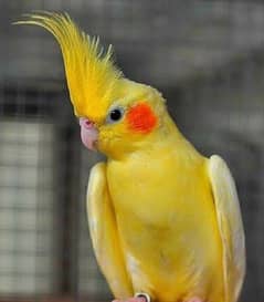 common white red eyes cockatiel breeder pair