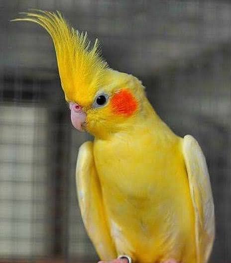 common white red eyes cockatiel breeder pair 0