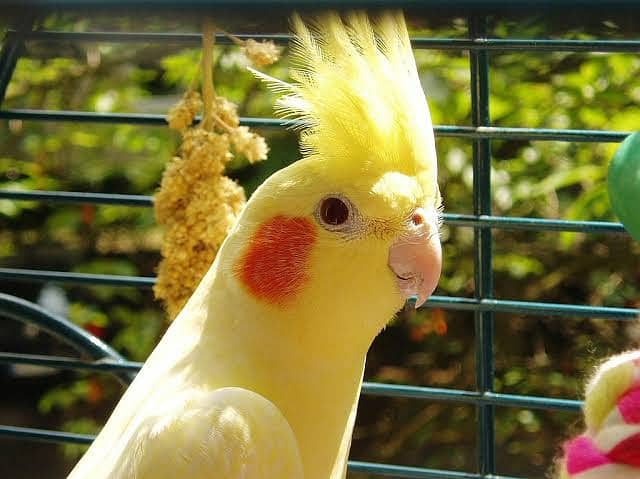 common white red eyes cockatiel breeder pair 1