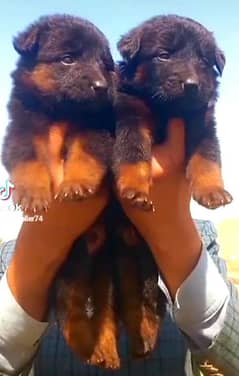 German Shepherd double coat 2 month for sale