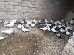 All pigeons For sale