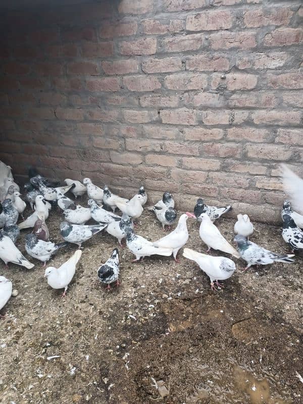 All pigeons For sale 1