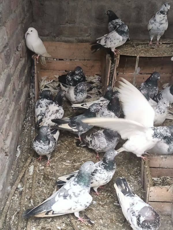 All pigeons For sale 2