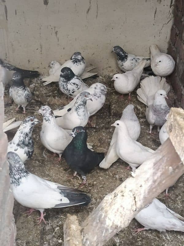 All pigeons For sale 3