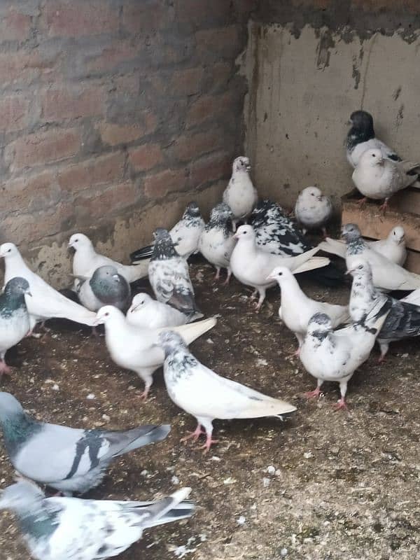 All pigeons For sale 4