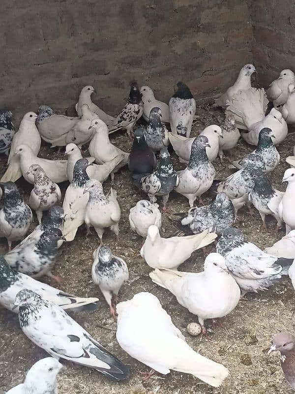 All pigeons For sale 5