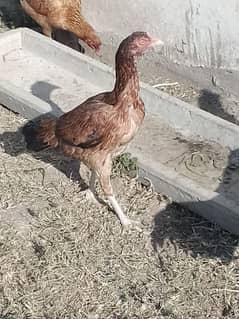 aseel mianwali hen