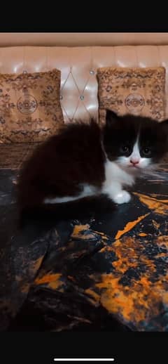 black or white colour baby face male kitten